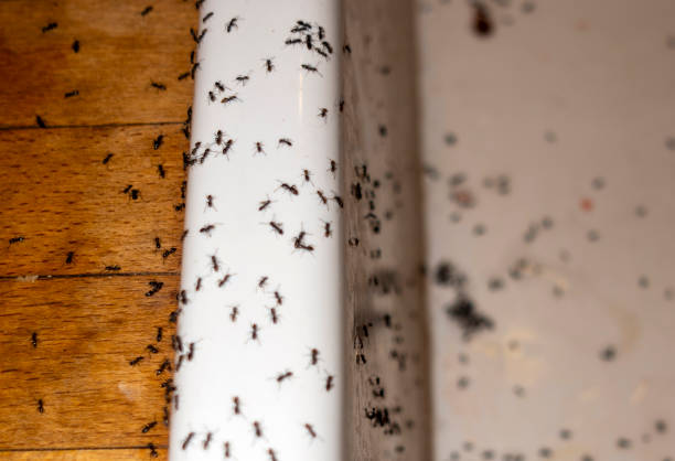 Best Emergency Pest Control  in Cranford, NJ